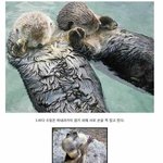 [고급유머b] <b>동물</b>에 관한 29가지 신기한 사실 有