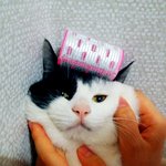 [조언부탁] 저희집고양이좀찾아주세요.