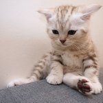 [수리노을] 세상 뭐 없다냥