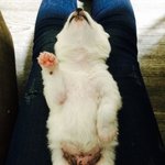 [강아지사진] (추가) 사모예드 한마리 진모예드 다섯마리 개판 일분전...