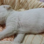 [강아지사랑] 백구 가족을 찾아요