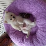 [강아지사진] 우리집 막내 썬이를 소개합니다!!ㅎㅎㅎ