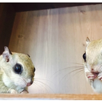 두루뭉실이와 You raise me <b>up</b>~~ 유 뤠이즈미 업~~~