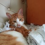 [뚱냥이<b>땅콩</b>] 뚱냥이의하루4