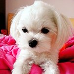 저희집 귀염<b>둥이</b>를 소개합니다~*^__^*