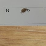 [꼭댓글부탁] 이거 무슨<b>벌레</b>인지좀 ㅜㅜ답변 부탁드려요