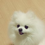 울 <b>체리</b>도 자랑해봐유