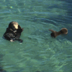 [EXO] <b>수달</b>이☁☁☁☁☁