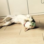 [강아지사진] 우리 고마쎄리❤️