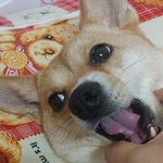 [강아지사랑] 우리 박콩 소개해요ㅎㅎ
