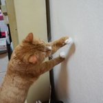 [<b>충이</b>묵이] 벌레 헌터 어묵이