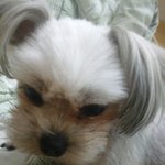 [김꿈] 우리<b>집</b>말괄량이꿈<b>이</b>를소개합니다 ! 