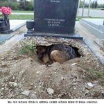 개는 자기 <b>자신</b>보다 주인을 더 사랑한다