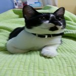 [고양이3분] 우리집냥이-아오와<b>쿠로</b> (5)