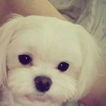 [강아지사진] 안산 선부동 <b>포니</b> 찾아주세요