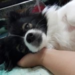 [<b>믹스</b>견레오] <b>믹스</b>견 레오를 소개합니다~~