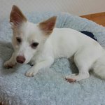 [강아지사랑] <b>실명</b>된강아지 지나칠수없어서..