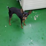 [함안길천사] 한곳에 버려진 미니핀 자매