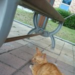 고양이 <b>습성</b>을 모르고 새끼 고양이를 만졌습니다. 괜찮나요? 