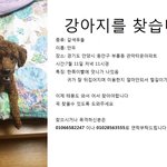 [댓글부탁] 강아지를 잃어버렸습니다 부탁드려요