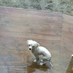 [강아지사진] <b>양평</b>애완밸리갔다왔어여 ㅋ