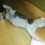 자는거냥 