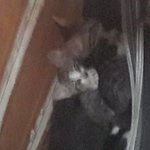 (급합니다)한 <b>빌라</b> 주차장에서 발견된 아기고양이 입양하실 분 찾고...