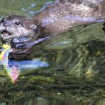 [EXO] 아이폰 빠뜨렸는데 <b>해달</b>이 가져다 줌 