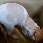 나의 동거남 '<b>도칠</b>이' 미용했어요~