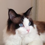 [탑과라떼] 고양이눈코입, 3초사자놀이,여름나기