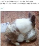 [추억팔아요] 토끼가 임신을 못한 이유