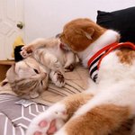 [수리노을] 아빠는 <b>비데</b>