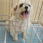[함안길천사] 유선<b>종양</b>과 사상충을 앓고있는 말티여아.