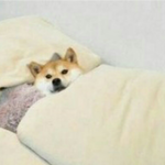 [EXO] 진정한 개<b>팔자</b>