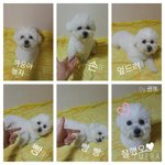 <b>비숑</b> 애교개인기 자랑해요 