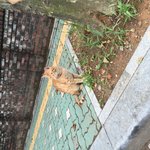 출근길 길고양이 두마리 질문이요~! 꼭 확인 부탁드려요!!