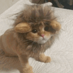 [개냥이] 토피와 얼룩이의 이야기