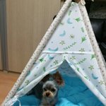 [힘주세요] 힘을<b>내요</b>~ 슈퍼꼬미!