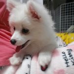 [스피츠<b>미미</b>] 스피츠 <b>미미</b> 일상