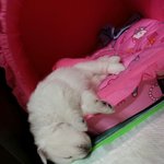 [강아지사랑] 우리집 강아지 스피츠, 설이의 1년 변천사~ㅎㅎ 