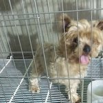 [모닝글로리] 유기견 익명이와의 동거동락