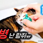 [람쥐] 1화 - <b>눈병</b> 난 길고양이 람쥐 시즌3 시작!