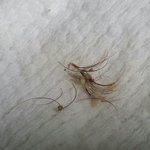 강남 을지병원 사거리 더X집 꼬리<b>곰탕</b>에서 속눈썹(?) 뭉탱이