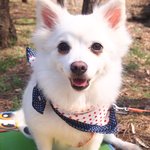 [스피츠<b>백일</b>] 내 사랑 <b>백일</b>잉❤️