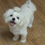 [강아지사진] 미소천사 말티<b>앵두</b>