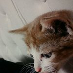 [뚱냥이<b>땅콩</b>] <b>땅콩</b>이의 과거?