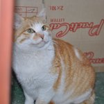[고양이] 성형의혹묘 제시카의 소시가 되어주실 가족을 기다려요.