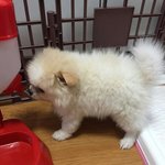 [EXO] 강아지 <b>입양</b>했는데