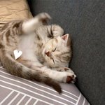 [수리<b>노을</b>] 꼬리가지고 놀아요