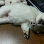 [강아지사진] 10개월 된 스피츠 꼬마